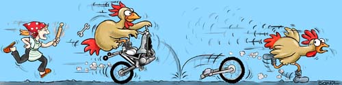 galline in fuga color